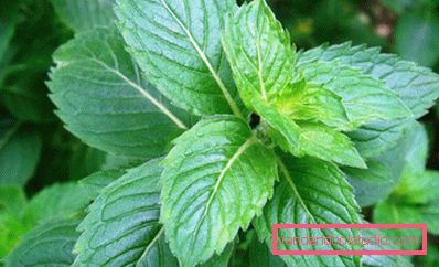 Burdock maska za gubitak kose