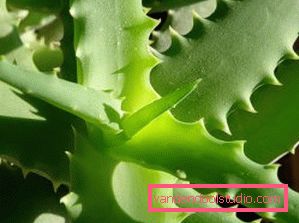 Aloe za kosu i vlasište