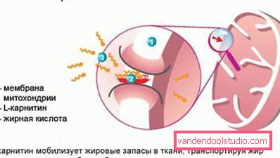 djelovanje l karnitina djelovanje l karnitina