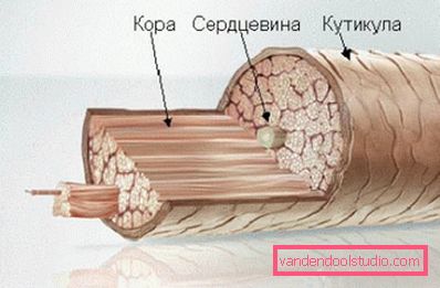 strukturalna shema