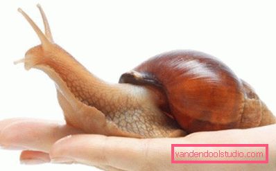 Achatina u ruci