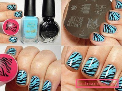 dizajn zebre dizajn zebre