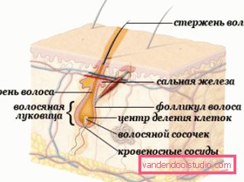 'Строение Struktura kose