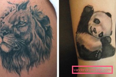 Veličanstveni lav i ljubazna panda Veličanstveni lav i ljubazna panda