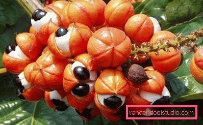Amazonian Guarana Amazonian Guarana